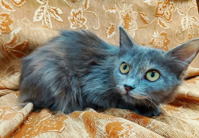 Кошечки ищут дом
89308413854 Наталья