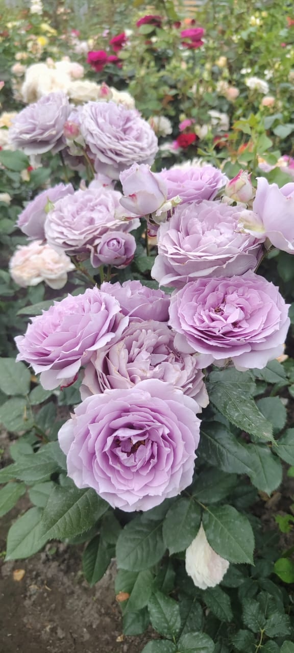 🌹 Юлькины Розы – вдохновение, выращенное с любовью 🌹...