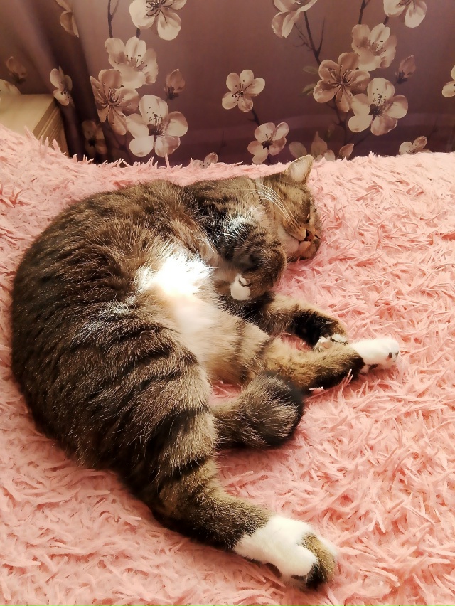 Полуденный сон сладкого пирожка☺️☺️☺️