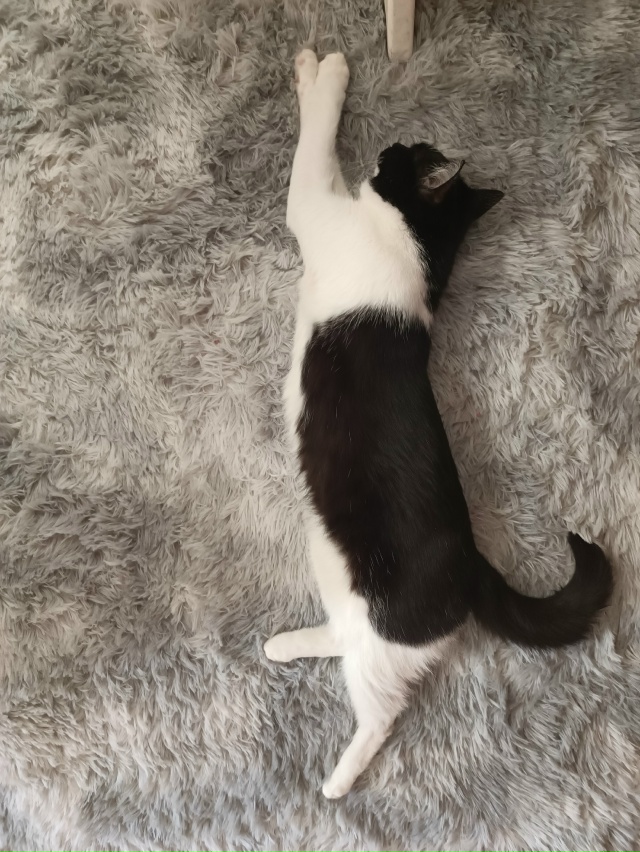 Puma- оригинал 😁