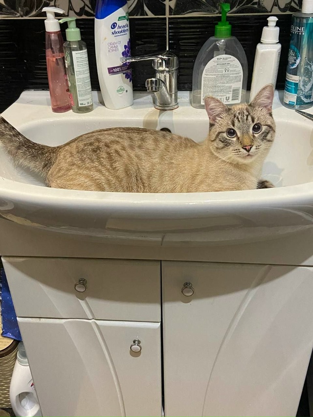 Чистюля - кот Арбуз 🐈