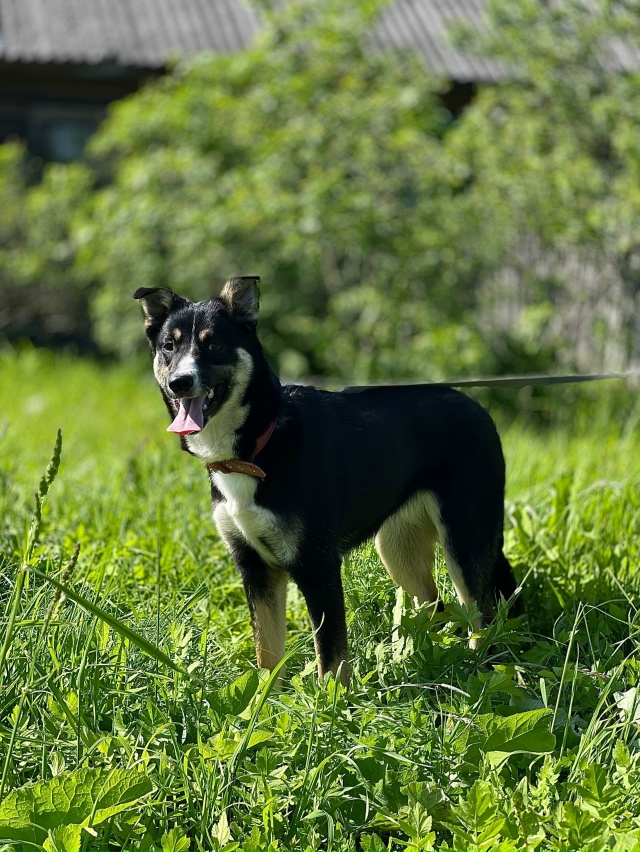 Чудово!!! Веселая девочка Мила ищет дом и ответственных...