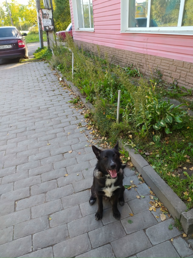 В Мартышкино на пересечении улиц Связи/Кипренского бе?...