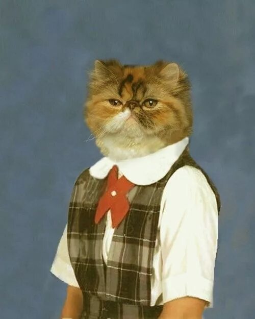 С днём знаний, товарищи котеникИ!