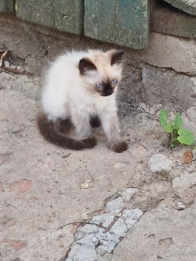Кошечку в добрые руки.