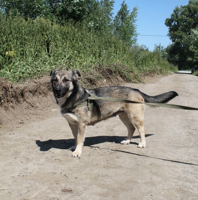 Ищем дом и хозяев для бездомной БОНИ‼
Хозяйка двора 🐕...
