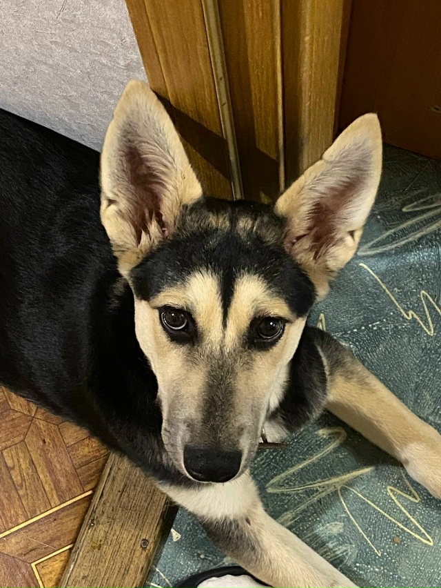 ‼️СРОЧНО‼️ НА МОСКОВСКОЙ ТРАССЕ НАЙДЕН ЩЕНОК-ДЕВОЧК...