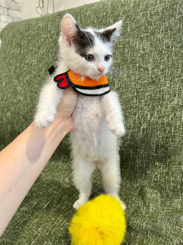 Котёнок мальчик 1,5 месяца ищет дом😌
Приучен к лотку, о?...