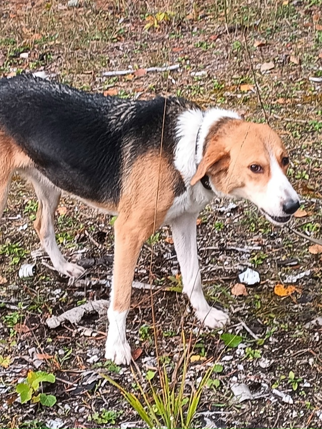09.11 в районе дер.Зеленая потерялась собака.Гончая, сука...