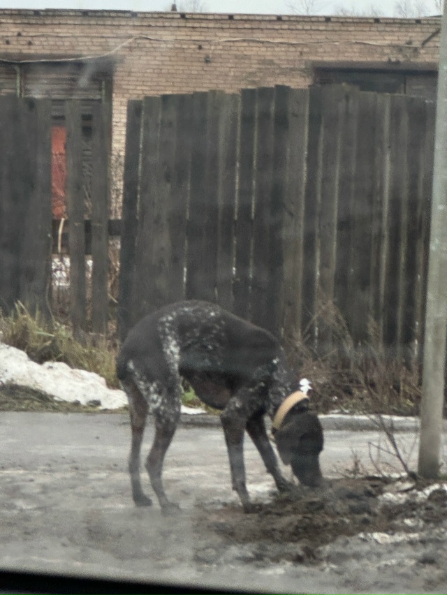 Собака бегает по проспекту Ленина, видимо потеряшка