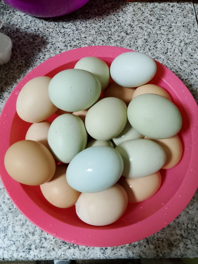 🍅 1000+ жителей города в чате Фермеры Садоводы Салавата....