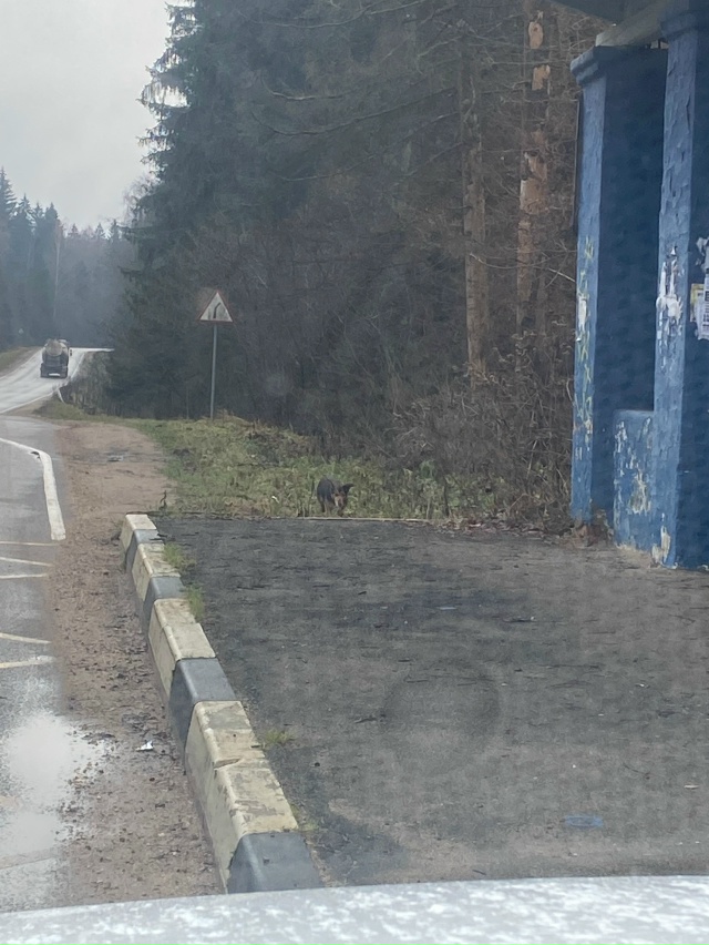 Доброго дня,три дня назад выбросили собаку из машины,в ...