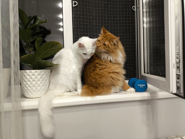 #КотянСутоевич и Цицерон сидят, пердят