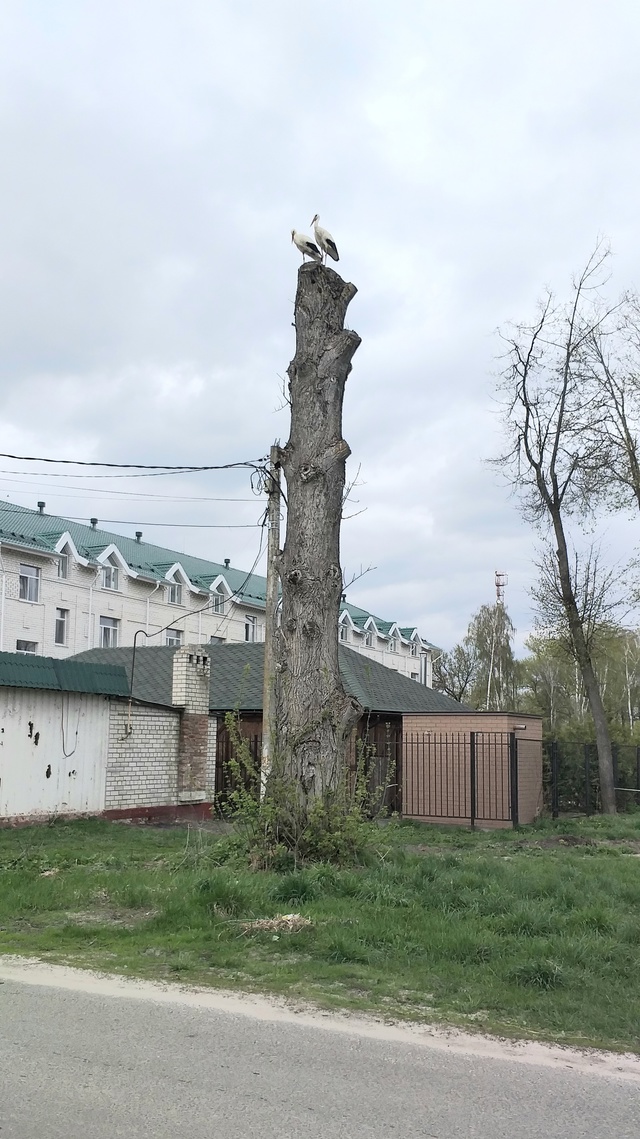 Вот уже 2 весны подряд в сквере около пятёрочки эти кра?...
