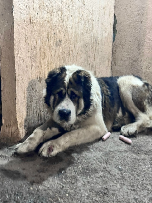 На Транспортной около подъезда появился алабай. Мальч?...