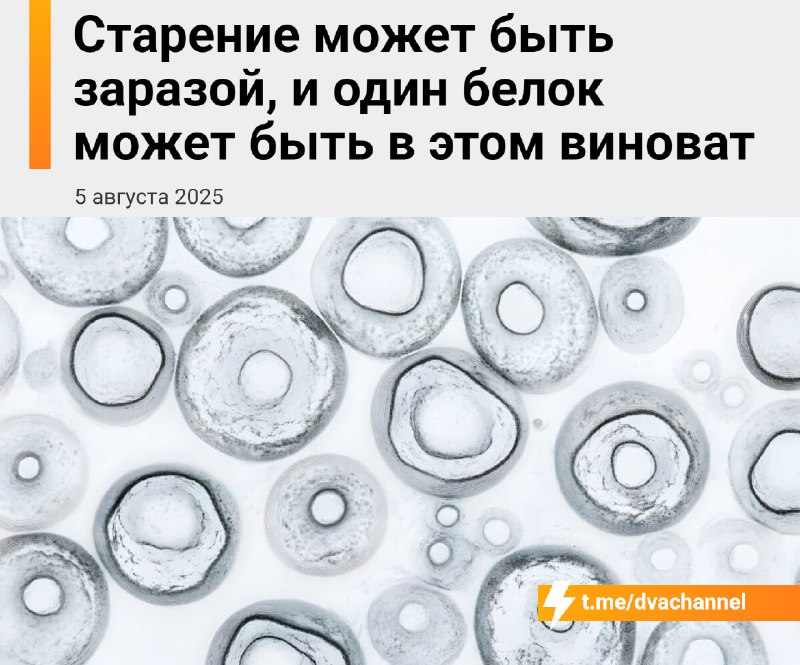 ⚡️Старение — это настоящая зараза, и теперь это подтверждено наукой
Учёные из Южной Кореи выяснили: