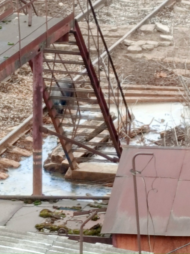 Кто знает что это , и почему там так много хряков? Недав?...