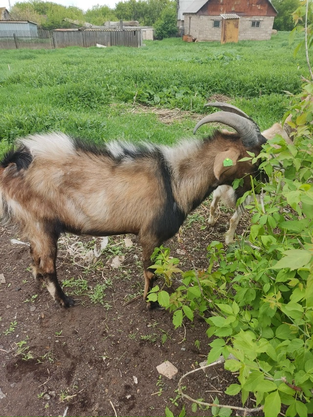 Продам нубийского козла на племя! Возраст около 3х лет. ...