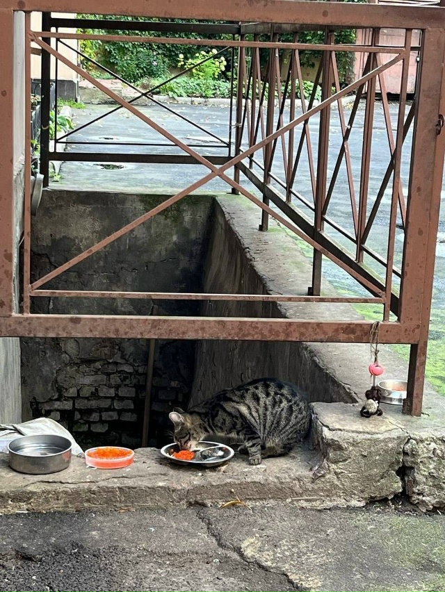 ? Во дворах Питера котиков угощают красной икрой
Он?...
