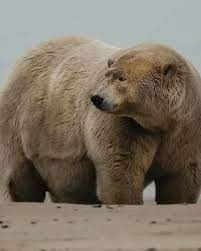 Это самый толстый белый медведь на Аляске. Его зовут То...