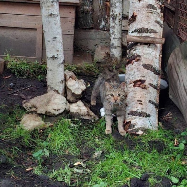 🐾В Екатеринбургском зоопарке поселился лесной котён?...