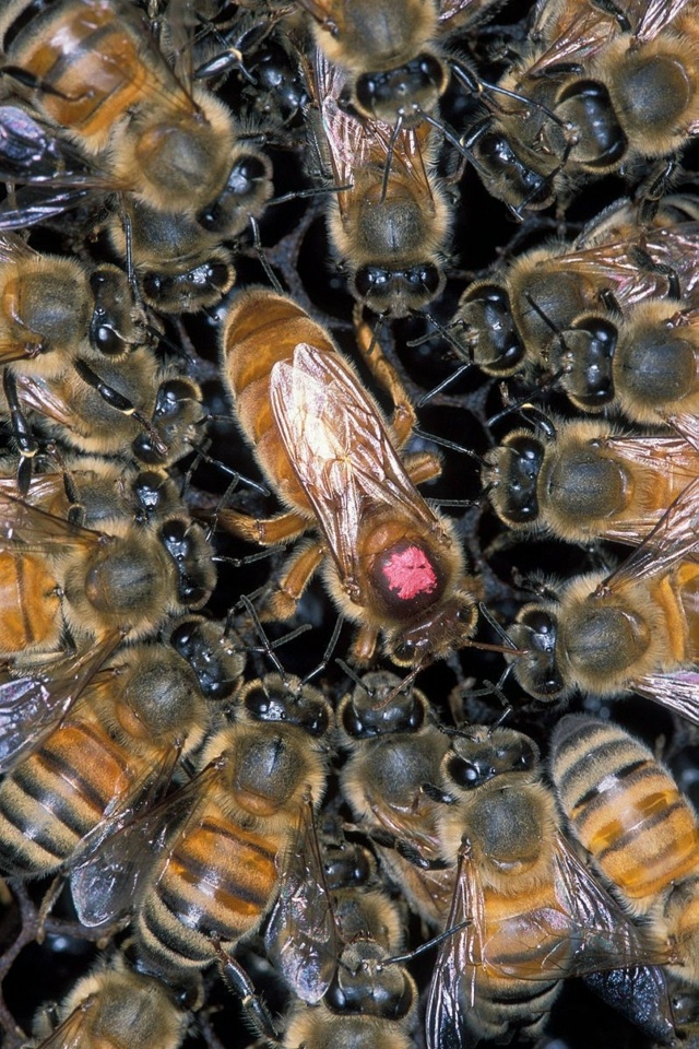 Корона из капли молока В улье тревожное затишье. Матк?...