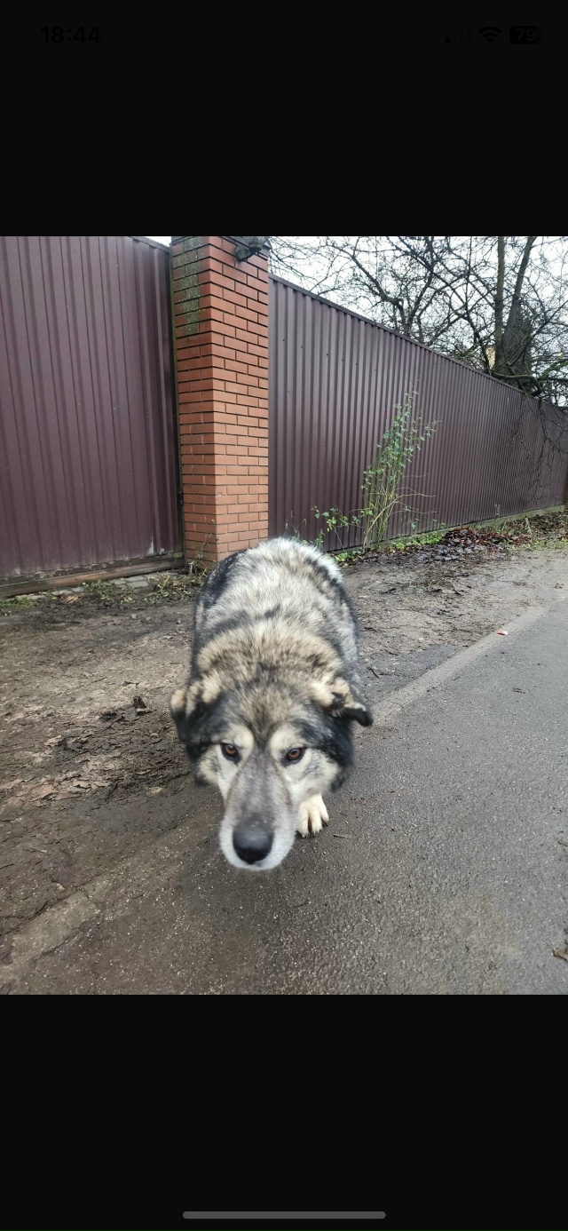 04.12.2025 в Звенигороде, около 11.00 утра,в деревне Супонево ?...