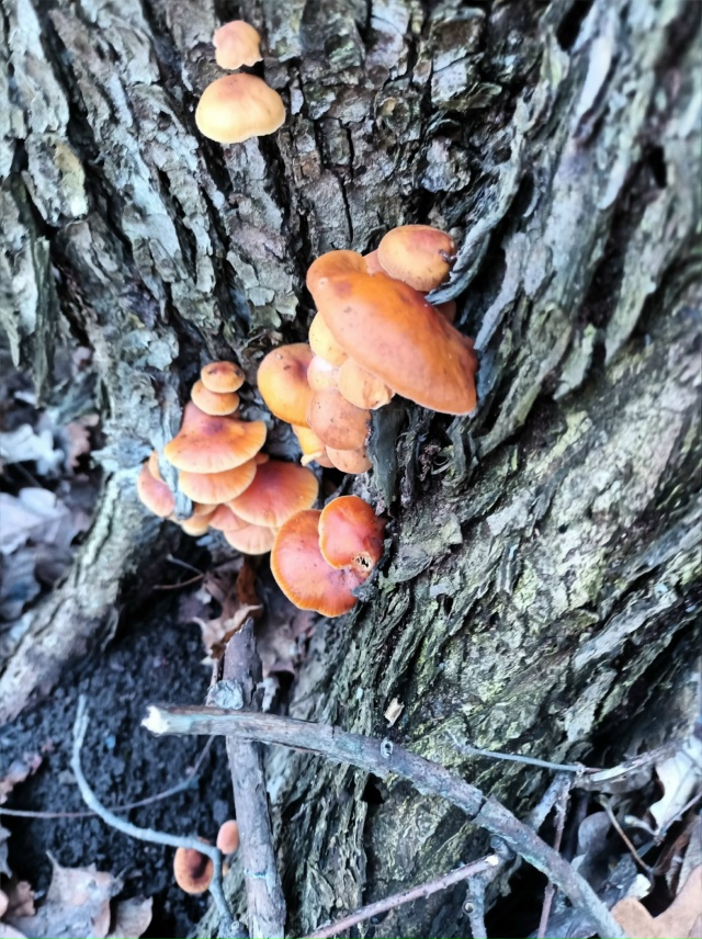 ГРИБЫ В ДЕКАБРЕ - МИФ ИЛИ РЕАЛЬНОСТЬ?
У большинства гр?...