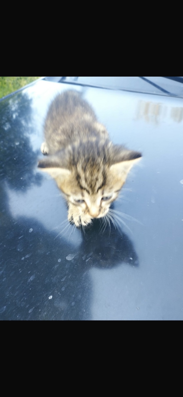СРОЧНО! Отдам котят в добрые руки!
Котятам 1 месяц. От о?...