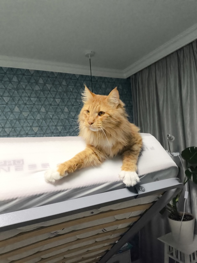 Цицероний играет в царя горы