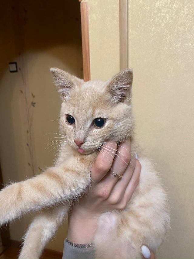 Отдадим котёнка,зовут Обед(8 марта родился),ходит в лот?...