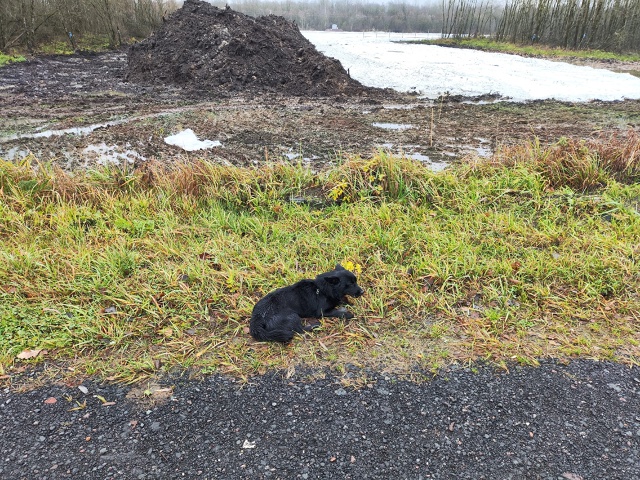 По дороге в мурмаши сбили собаку. С ошейником С дороги ?...