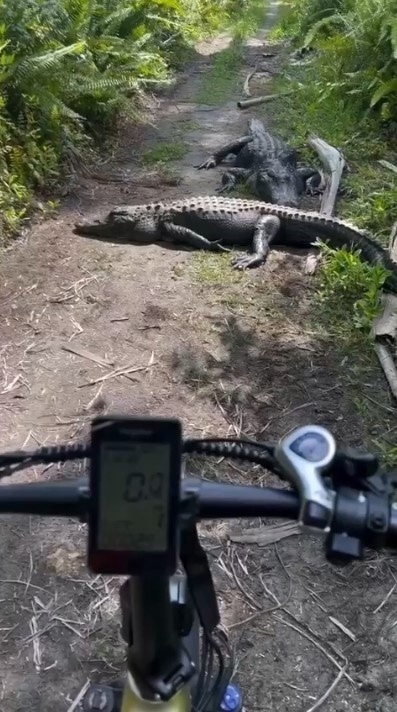 Во Флориде велосипедистов поджидают не только собаки. ...
