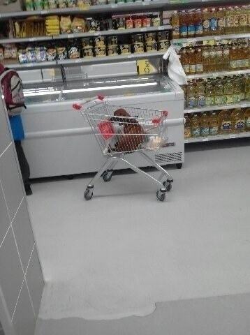 Скоро это запретят! По моему мнению, собакам не стоит н?...