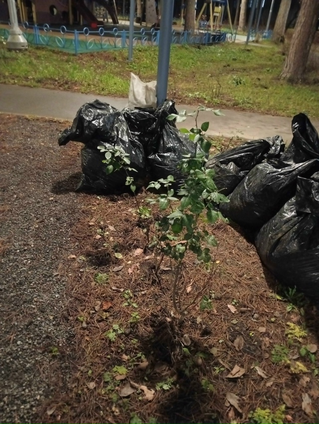Розы, посаженные при благоустройстве детского городка...