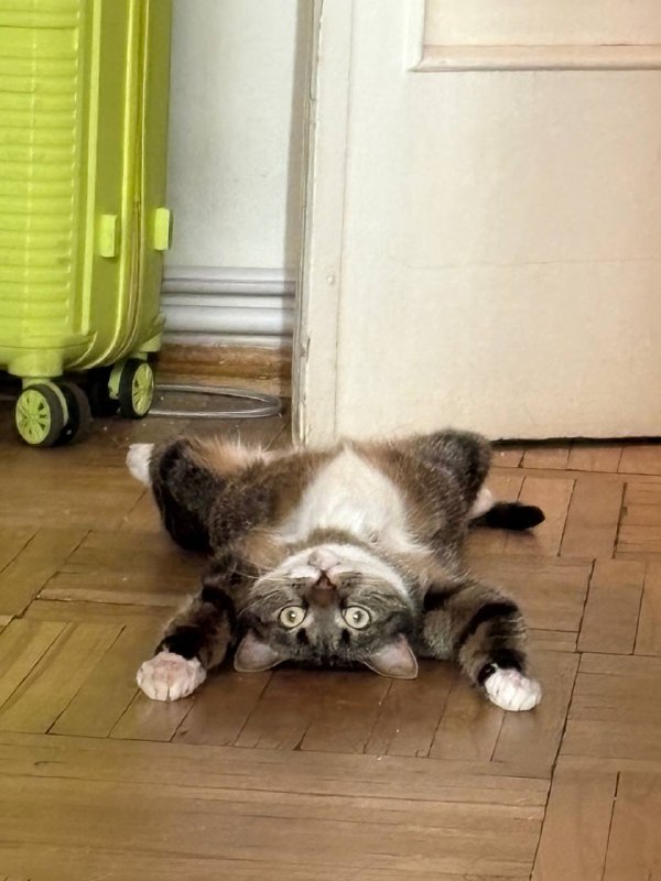 Кошка Ушка всё