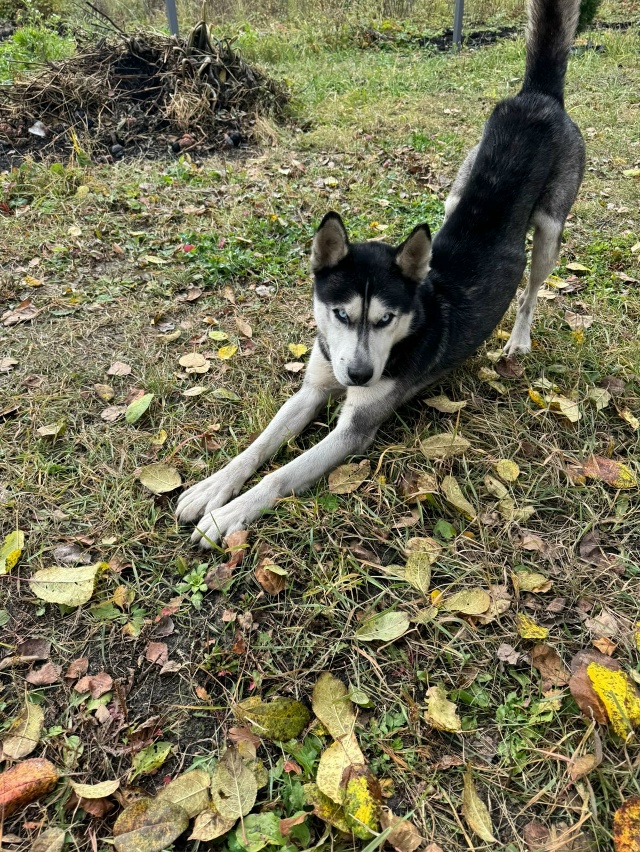 Вот такой красавчик пришел на дачу в чистых прудах. До ?...