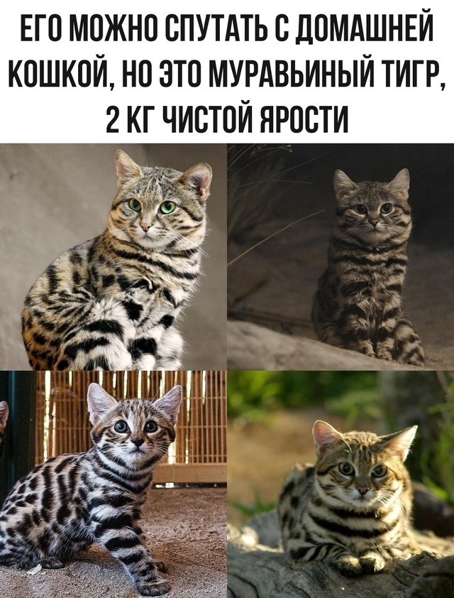 2кг милоты