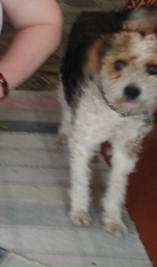 Пропал пёс в с.Богородское, отзывается на кличку Барик,...