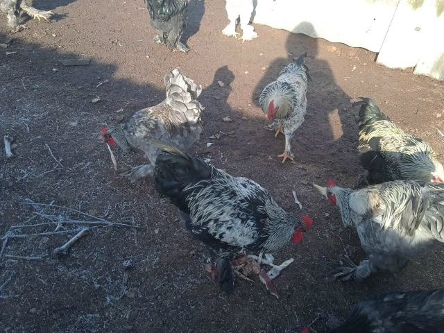 Продаются породистые петушки! Короли птичьего двора! Э...