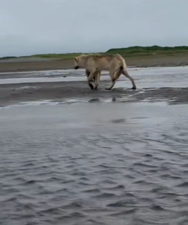 На Аляске был снят на видео аномально крупный волк, раз...