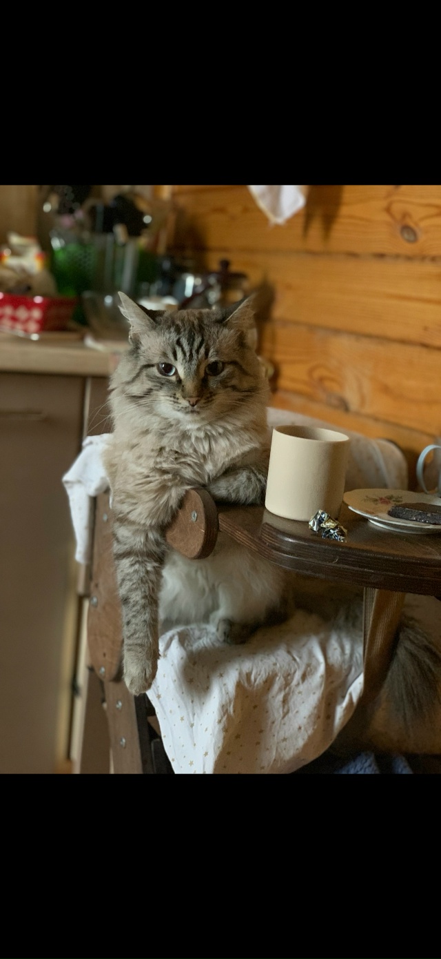 Потерялся кот в районе Храма, очень дорог для ребенка и...