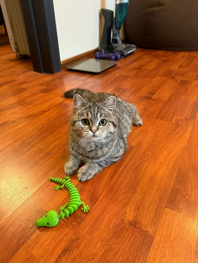 Добрый день, потерялась кошка в районе Дзержинского 2 (?...