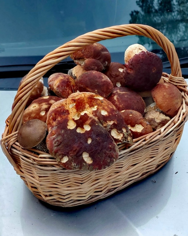 🍄 Грибники Псковской области закрывают сезон тихой о?...