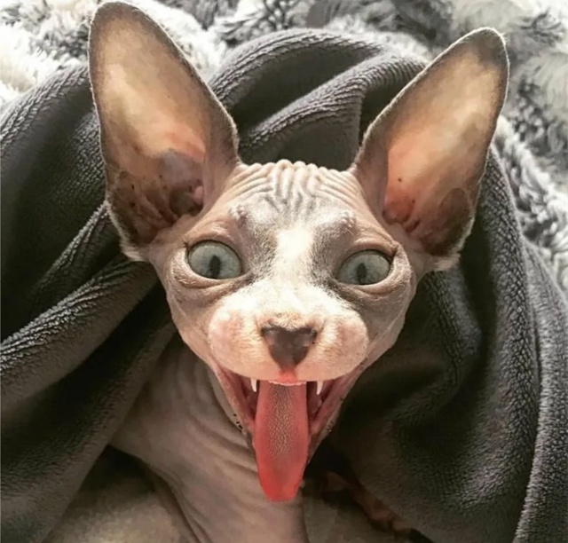 График глистогонки кошек зависит от образа жизни и тип...