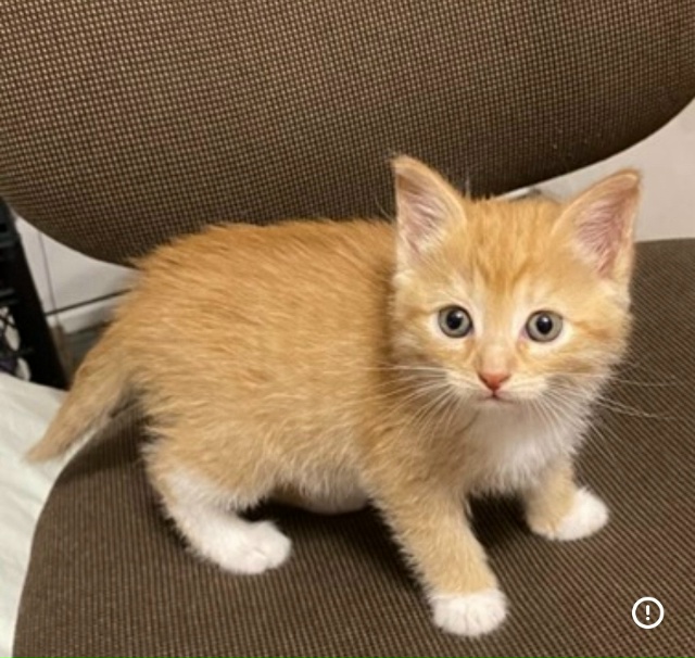 Позвольте присоединиться к сообществу солнечных коти?...