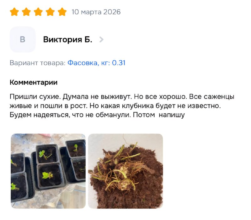 Российских бабушек массово скамят на маркетплейсах — площадки завалены карточками саженцев со сгенер