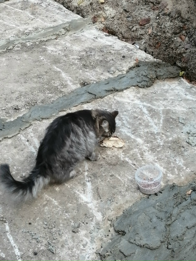 Чей потеряшка