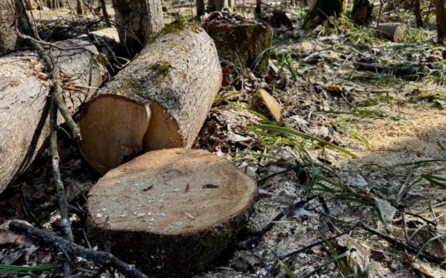 В Брянской области с начала 2025 года выявили 40 экологич?...