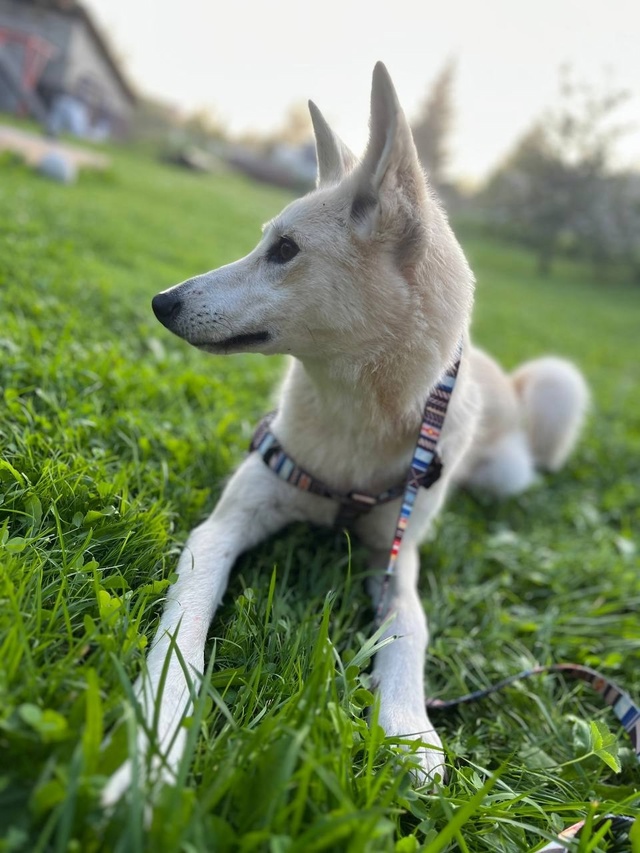 🐾 Срочно ищем дом для этой девочки!
Недавно мы писали ...
